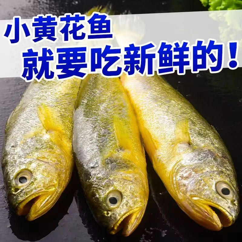 大连本地野生小黄花/4斤（速冻发货）