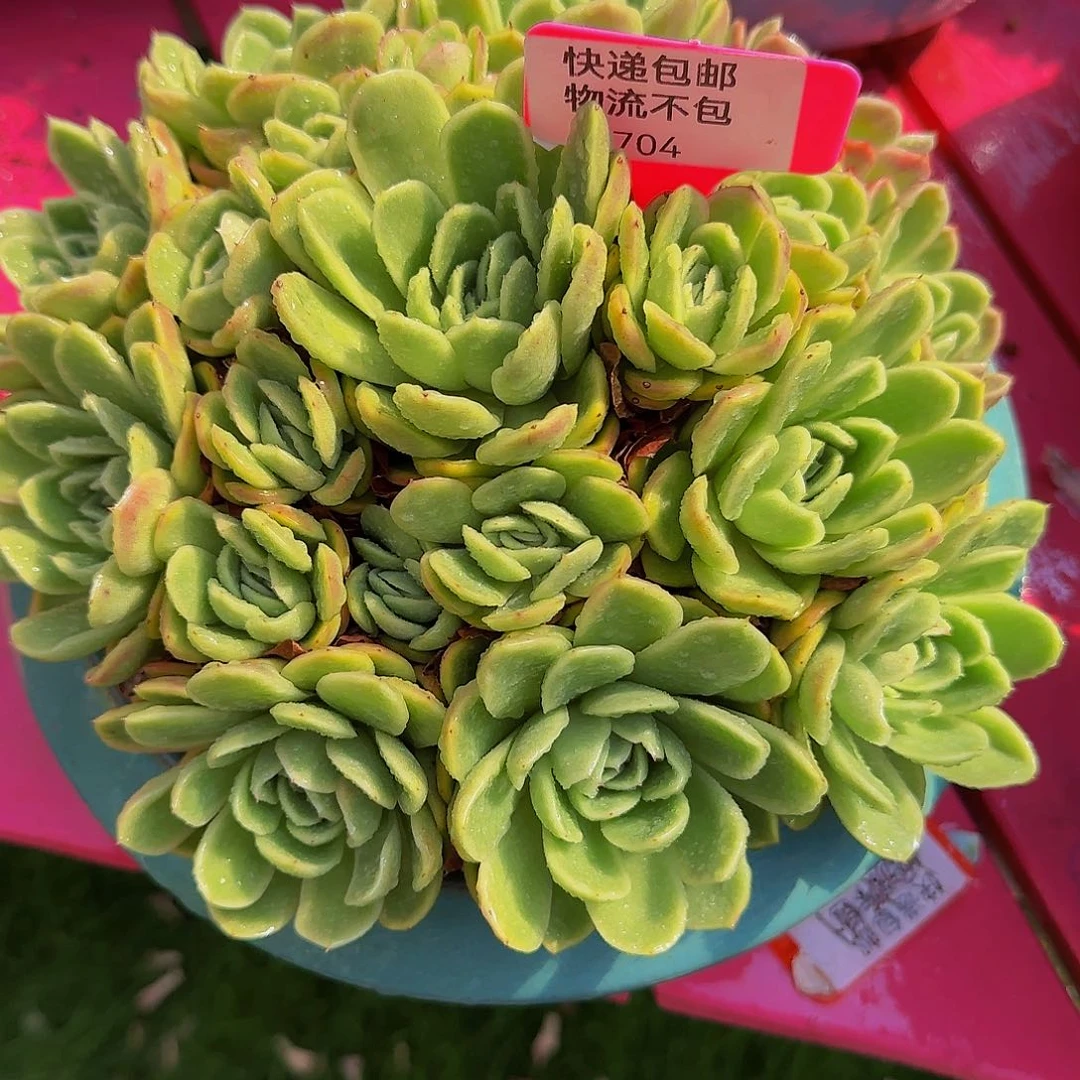英*1704不不就健健康康快乐