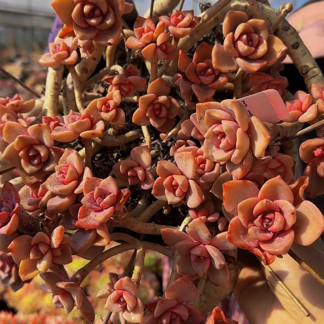 【闪购商品】啦啦啦啦