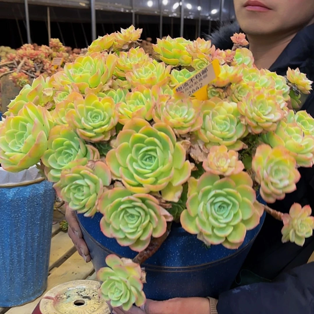【闪购商品】意*2642柠檬玫瑰带盆