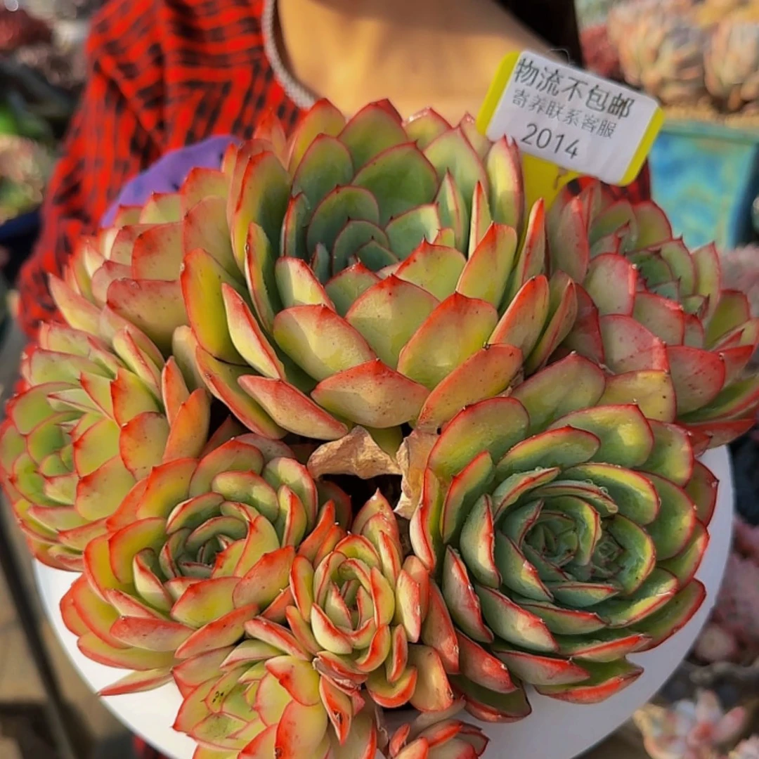 【闪购商品】心*声