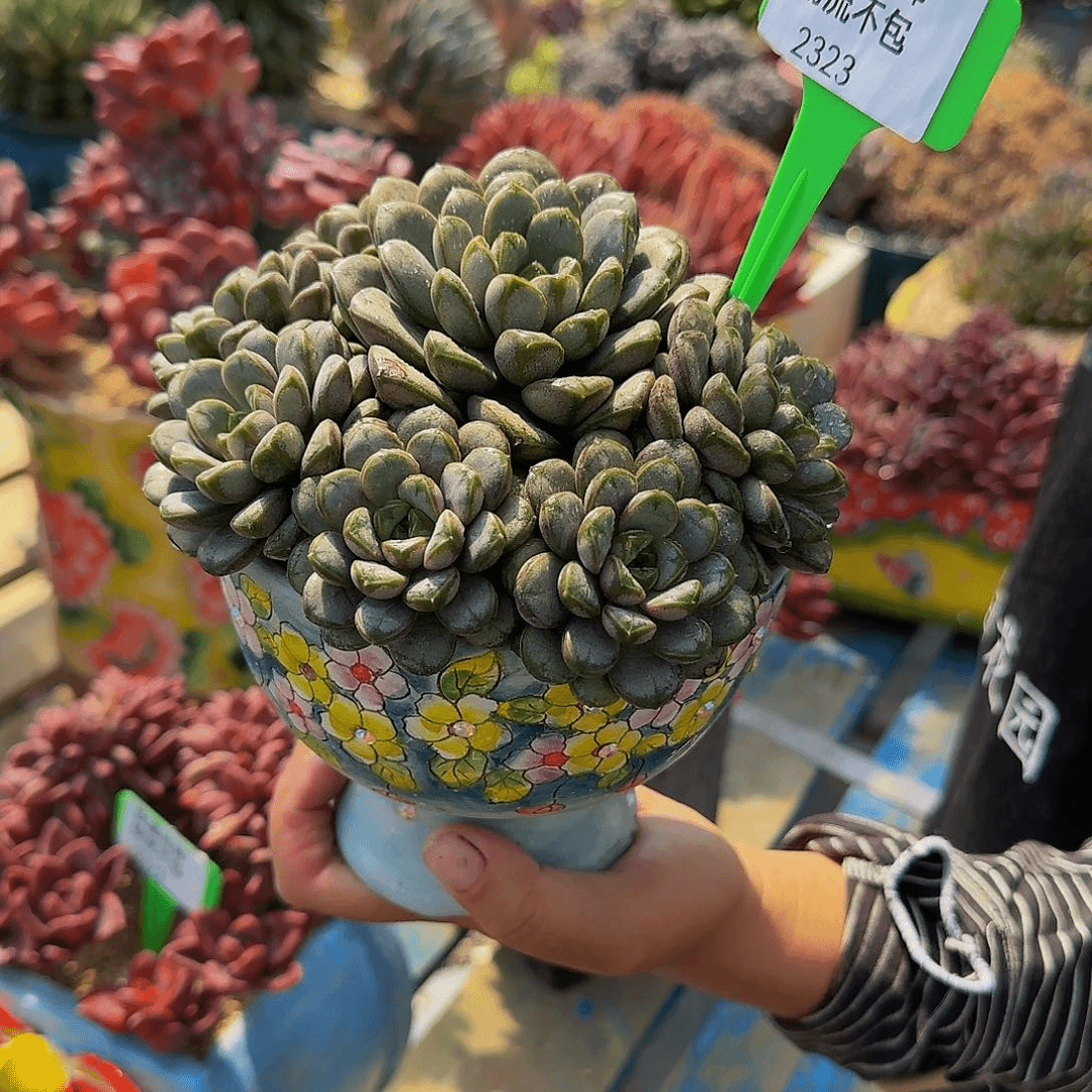 梓*2323带盆不啊健健康康快乐