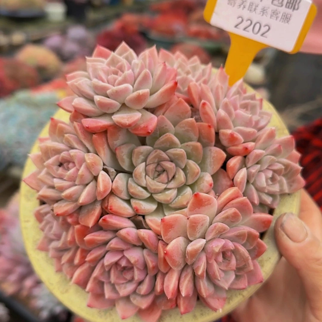 【闪购商品】?****e
