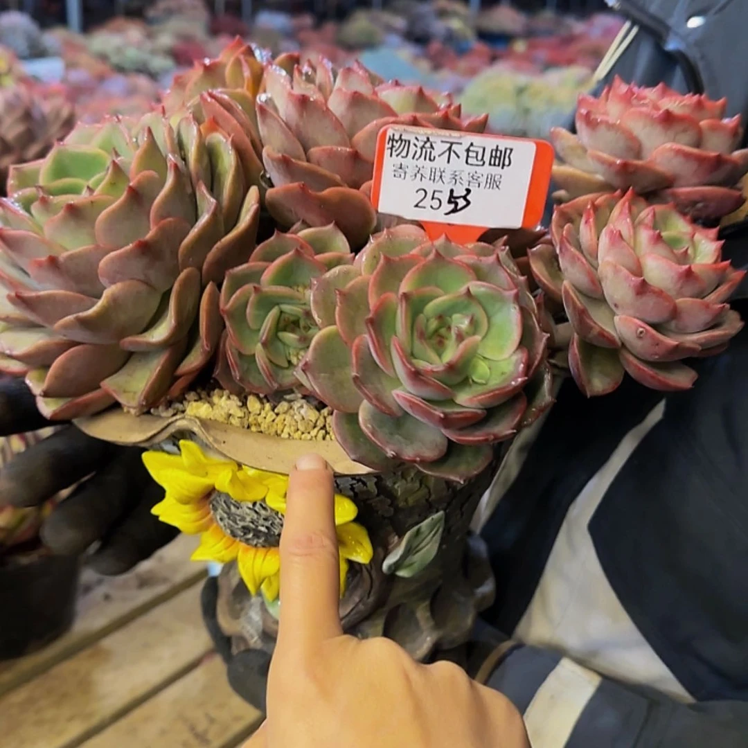 【闪购商品】燃*2553