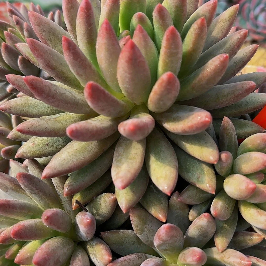 昵***置两个盆睡觉了呃呃呃哦哦哦