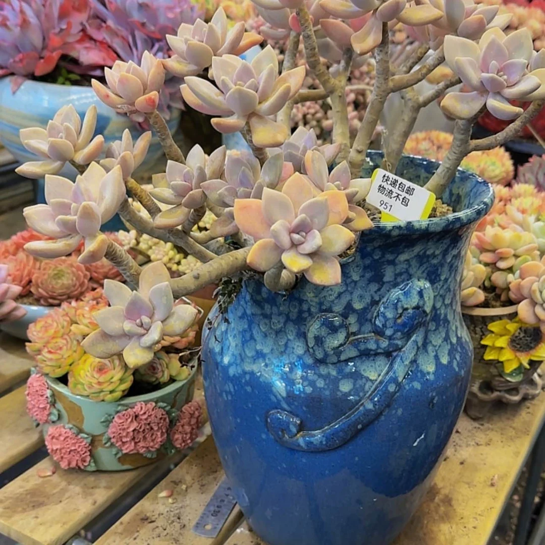 【闪购商品】男*951