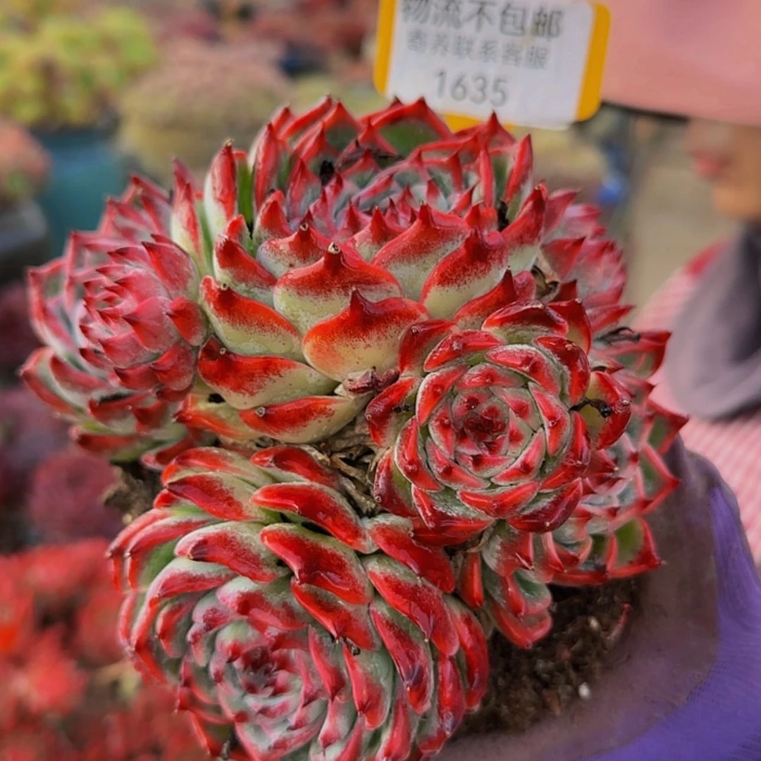 【闪购商品】变*姐