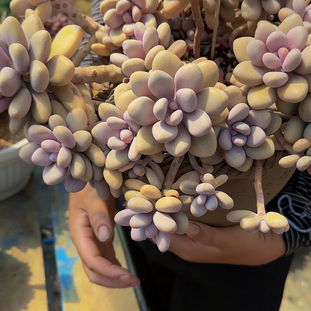 梓*带个哦啊啦来