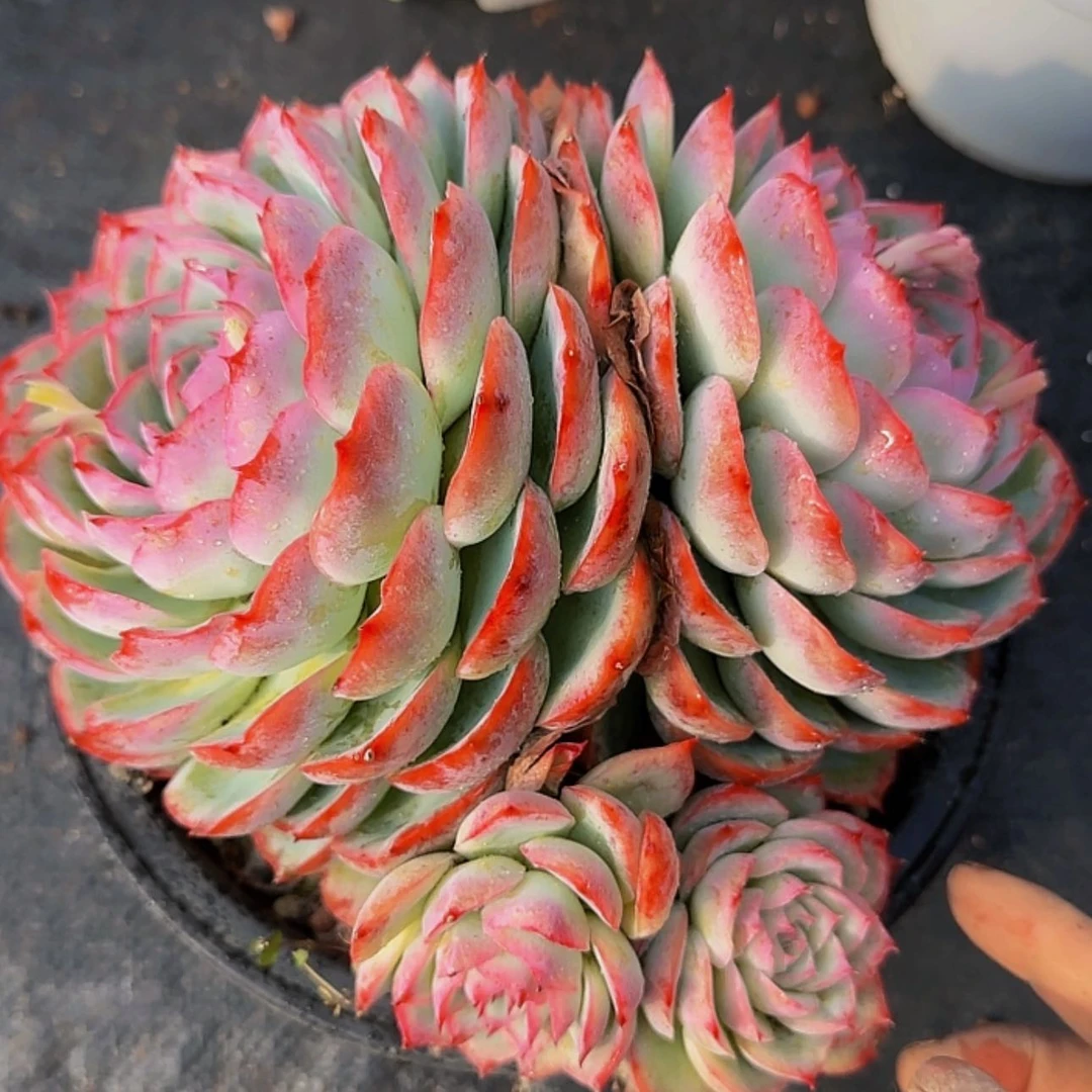 【闪购商品】饿的不行✋？
