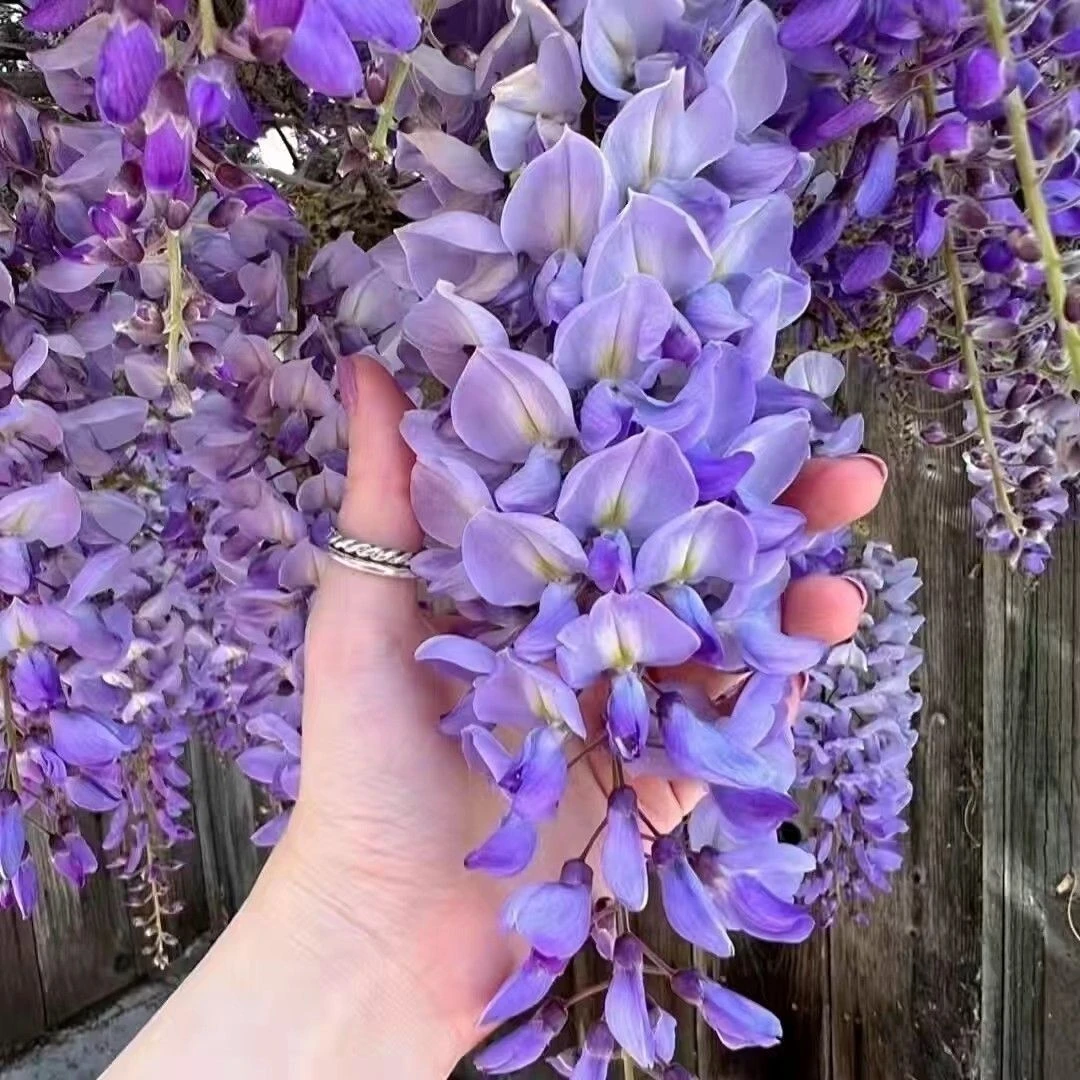 紫藤花紫藤树苗地栽盆栽花卉紫藤萝花苗爬藤植物庭院别墅四季攀爬