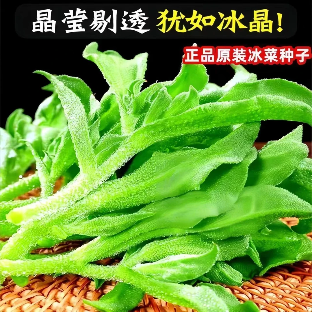 【今年新种】四季水晶冰菜种子冰菜籽冰草营养菜籽阳台稀有蔬菜野菜
