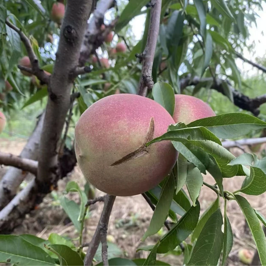 桃子脆桃毛桃清甜蜜桃5斤3斤装山桃秋桃香甜爽口正宗青州蜜桃水果