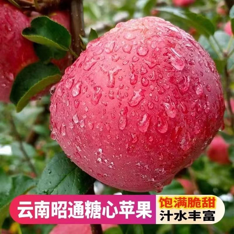 云南昭通苹果冰糖心丑自然当季现摘原产地整箱5斤/9斤/高原冰糖心