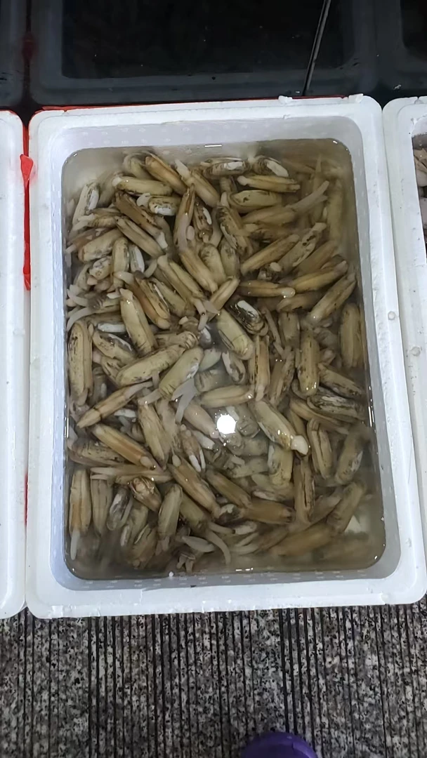 鲜活大蛏子每份3斤
