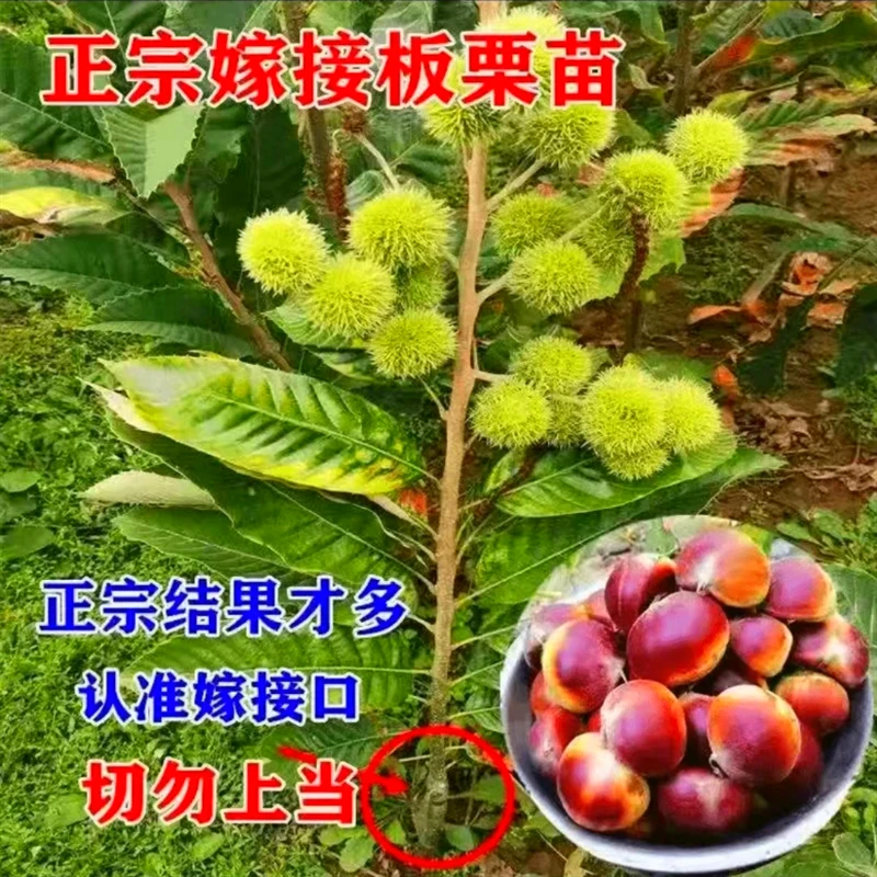 板栗苗树嫁接地栽南方北方种植大红袍当年结果特大板栗树果树果苗