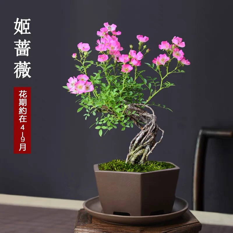 韩国姬蔷薇 各种提根 矮霸 怪桩 坨坨桩【一物一拍】