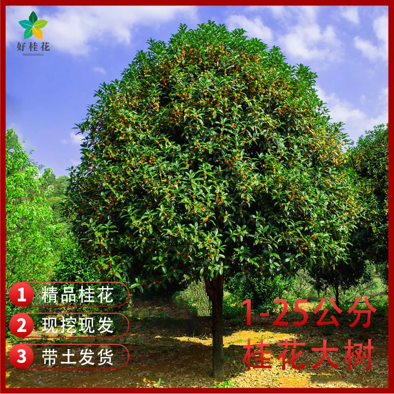 原生桂花树苗金桂丹桂四季桂八月桂血桂银桂状元红桂花产地直供