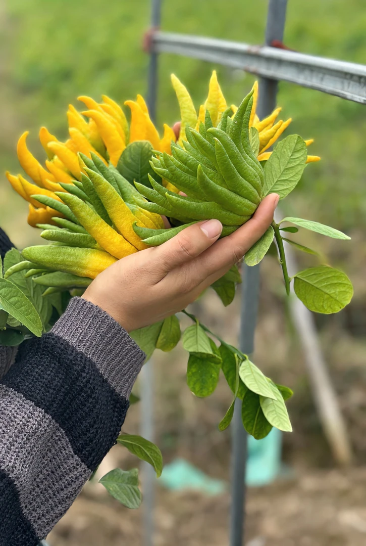 正宗金华佛手柑水培清供把玩插花新鲜佛手果观赏闻香家居室内绿植