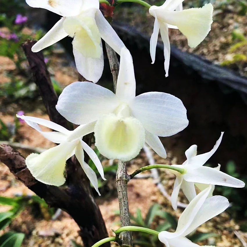 素花白天宫石斛花卉盆栽绿植原盆原土带盆发货新手开花品牌种植