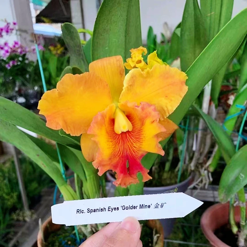 金矿经典大花卡特兰 新手晒太阳开花种植春天植株