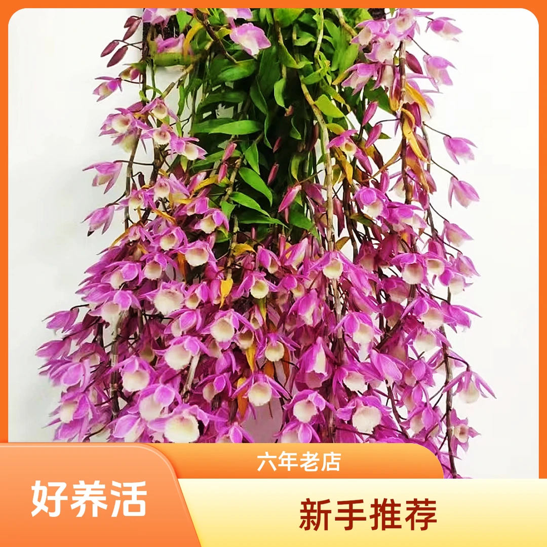 进口皇室红天宫兜唇石斛花卉种植绿植盆栽新手开花春天