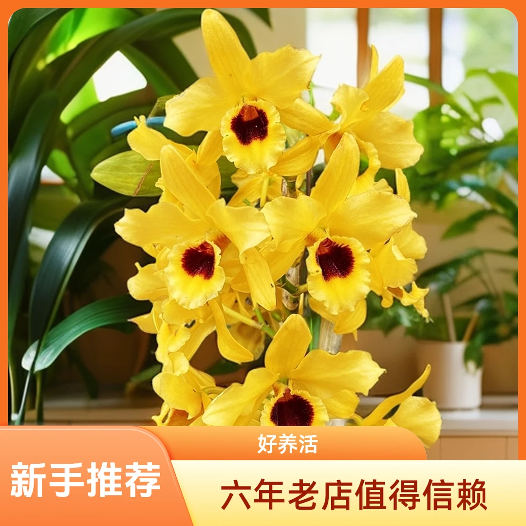 金太阳春石斛栽培种植花卉绿植盆栽兰花趣味美观净化