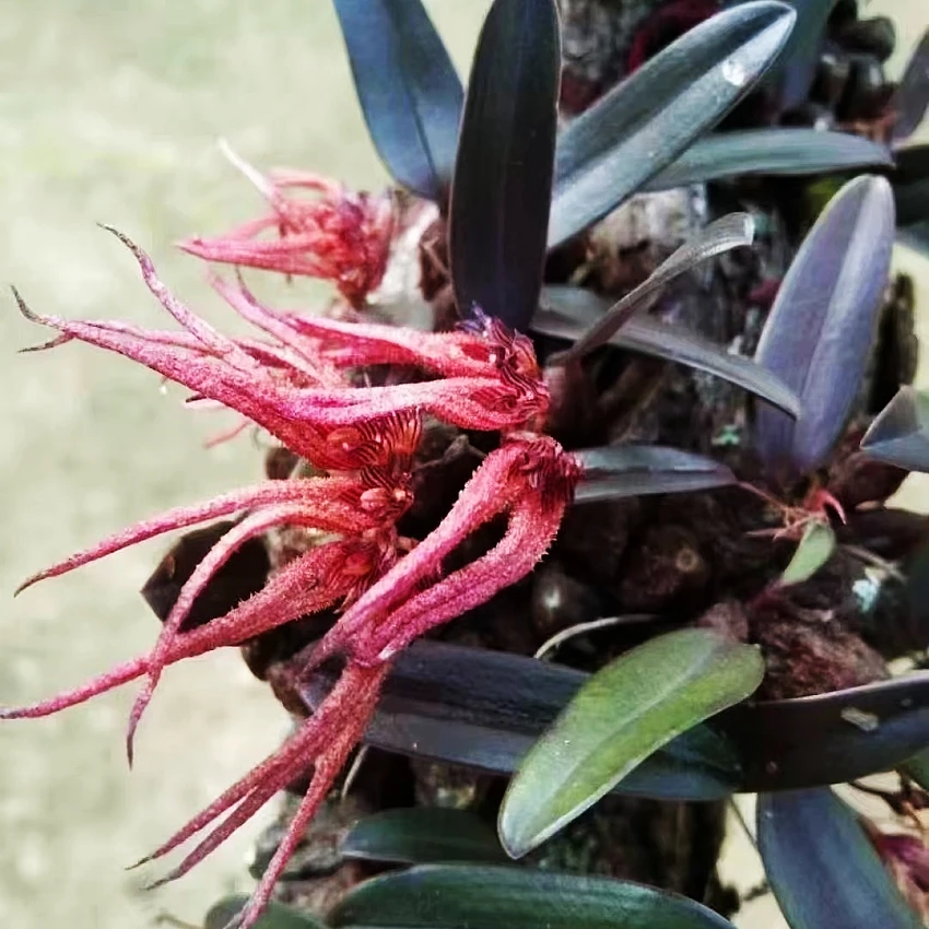 红珠石豆兰 精品石斛 绿植盆栽新手开花春天品牌种植新手开花春天
