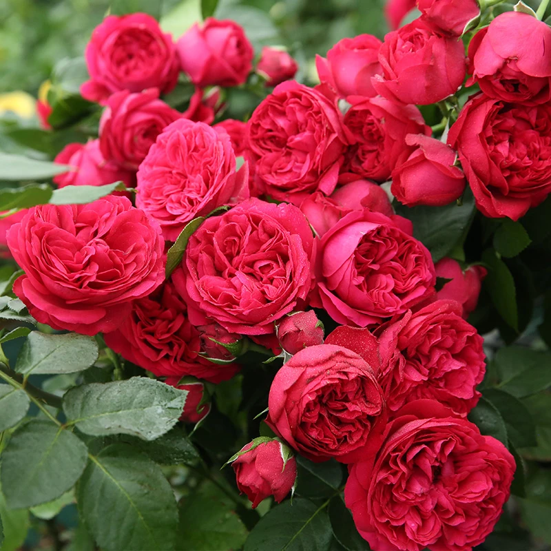 【红色龙沙宝石】直播一物一拍红色伊甸园月季玫瑰红色藤本月季