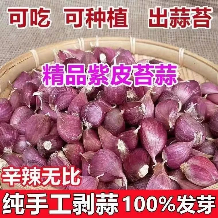 【云南老品种新干蒜】紫皮蒜 蒜种蒜瓣 瓣蒜 可吃可种 红香蒜干蒜头