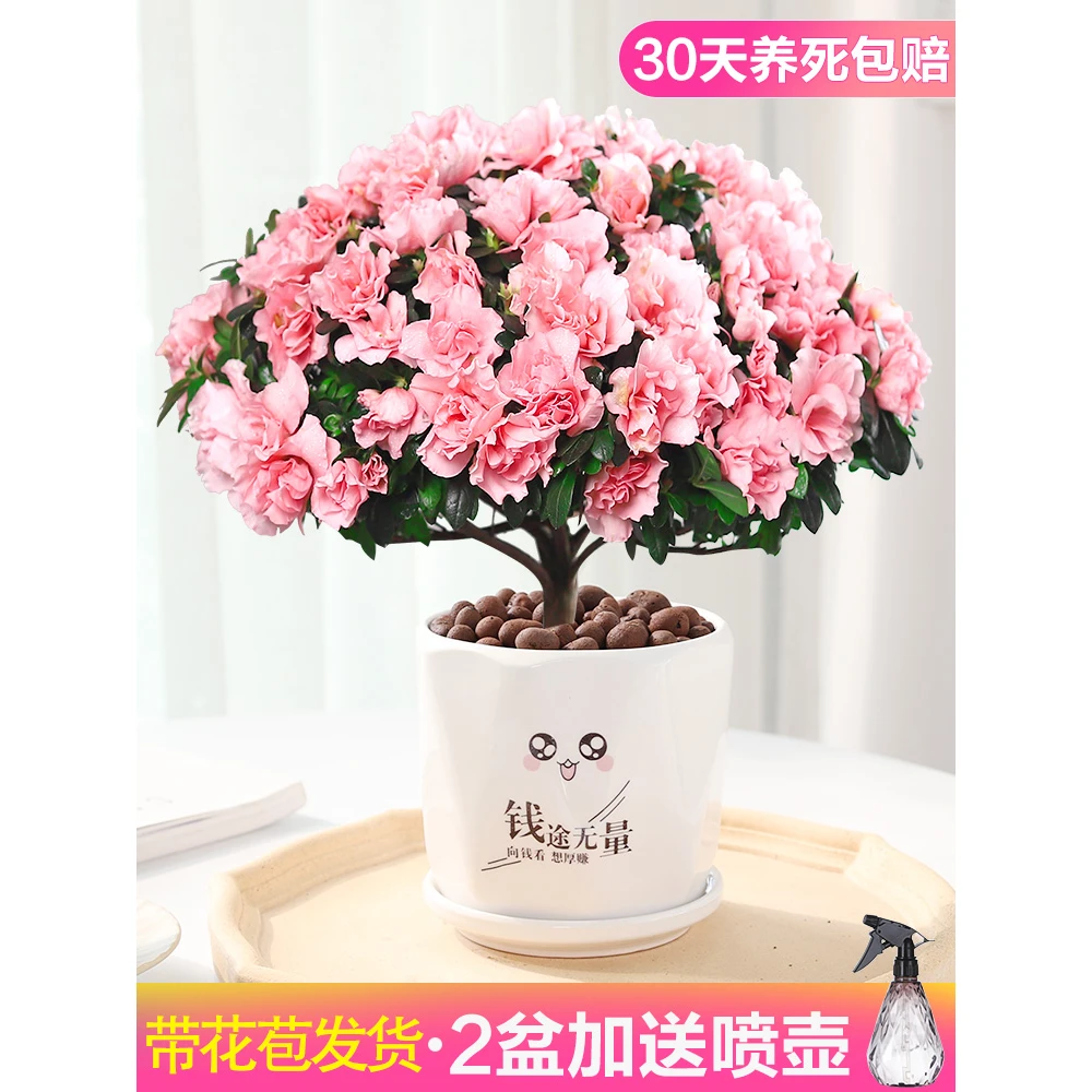 杜鹃花苗盆栽带花苞四季开花不断室内花卉绿植植物大棵好养活阳台
