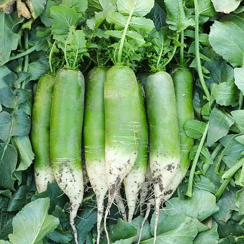 正宗脆甜潍县水果萝卜不辣原产地现拔现发老品种青萝卜整箱