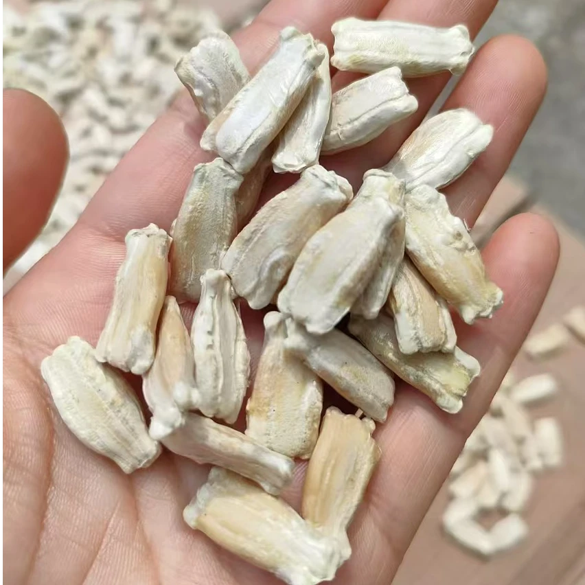 大葫芦种子，莲花头钱袋子种子，粗腰大葫芦种子颗粒