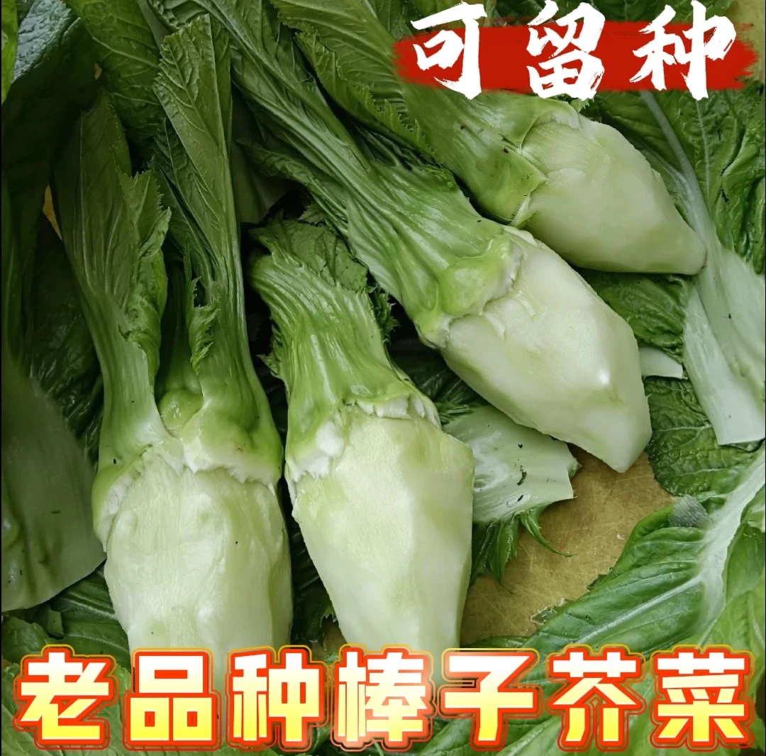 老品种棒菜种子棒子芥菜可自留种 炒着吃特别软滑凉拌吃脆嫩400粒