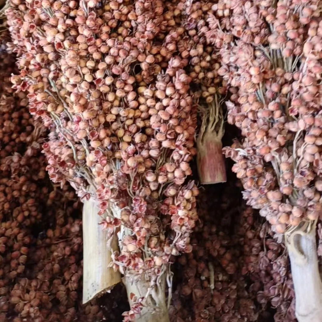 老品种粘高粱 100克 可持续留种小时候的高粱 粘高粱