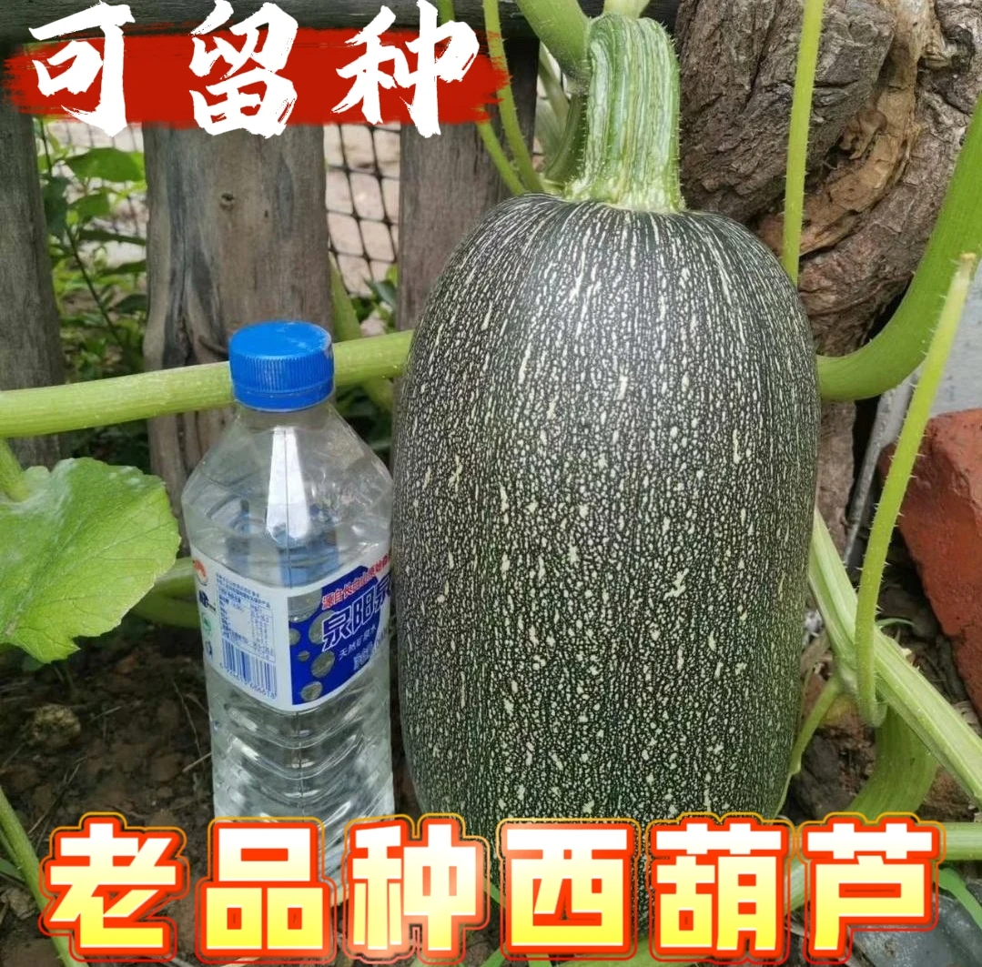 老品种大角瓜 西葫芦20粒 农耕时代留下来的品种 可循环留种