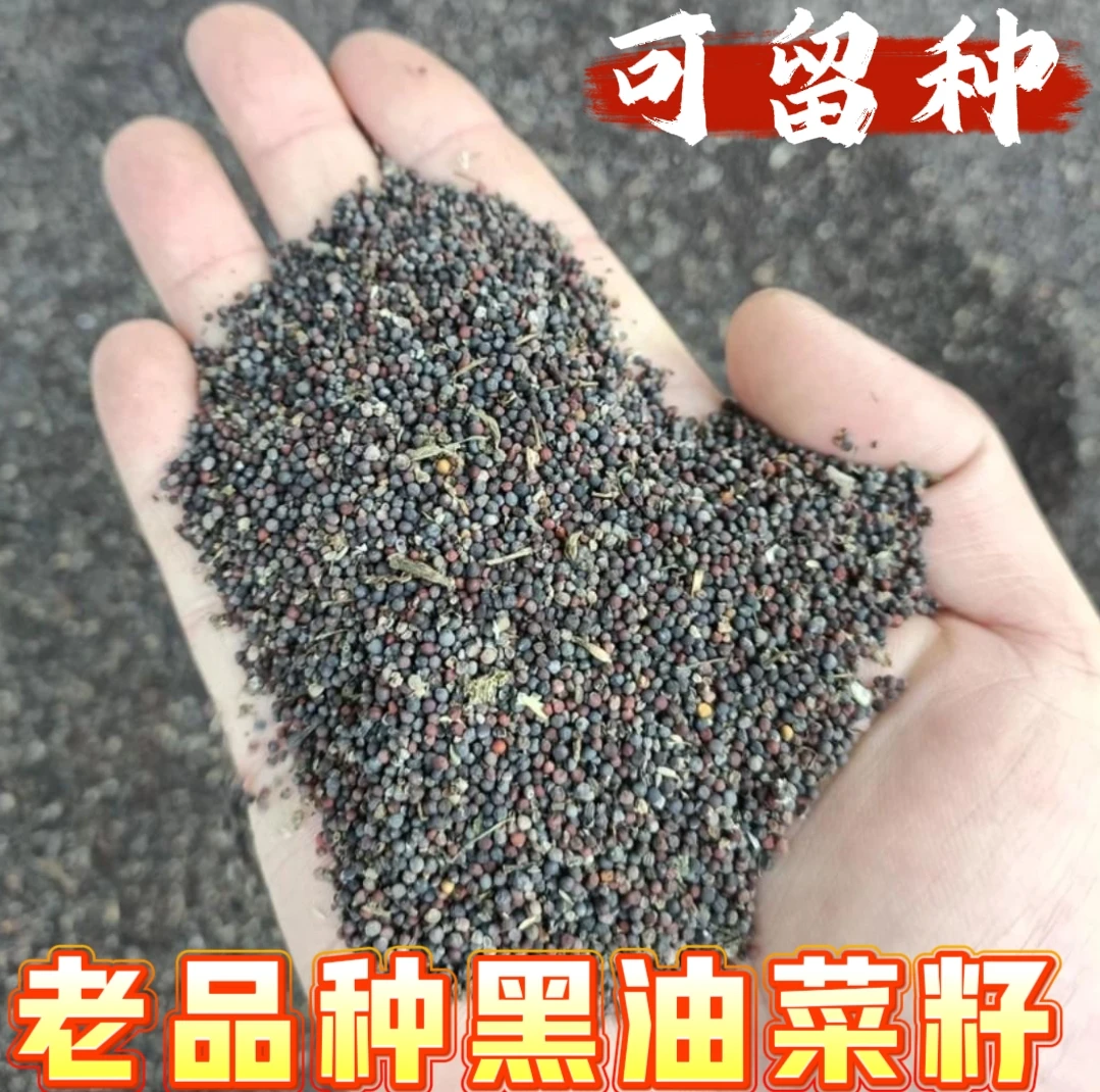 老品种小油菜籽150克 可循环留种非转基因 老品种黑油菜籽种子