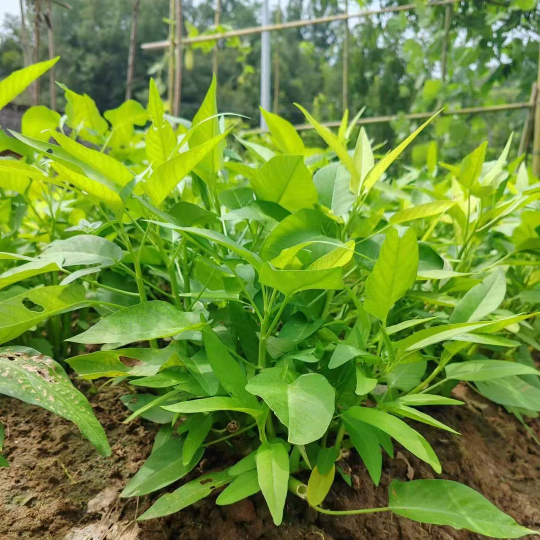 老品种可留种空心菜种子  50粒   留种多年 可循环留种