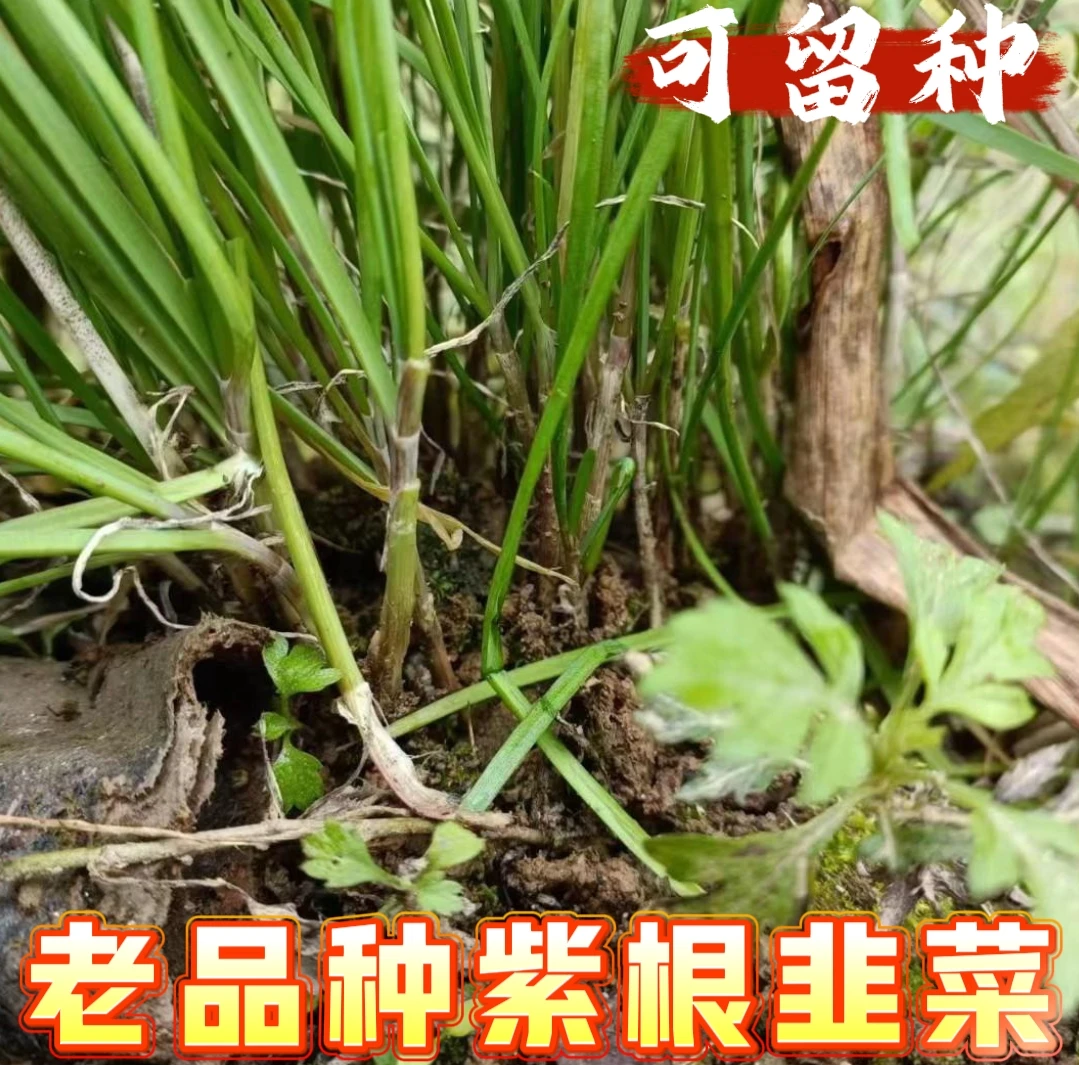 老品种紫根韭菜  香味浓郁 小时候吃的韭菜种子10克  老韭菜种子