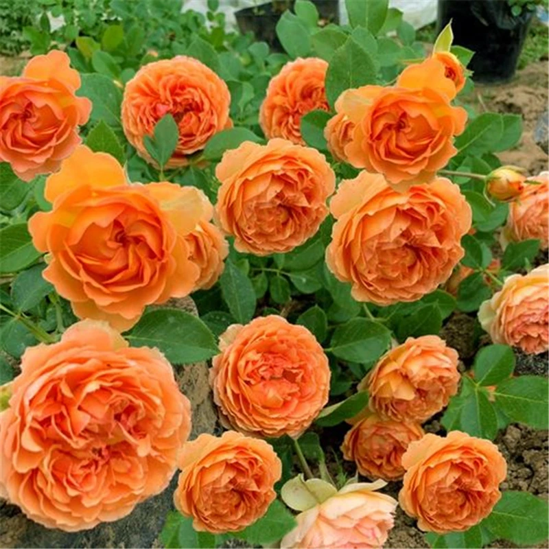 蜂蜜焦糖藤本月季花大苗盆栽阳台庭院四季开花卉爬藤蔷薇玫瑰抗病