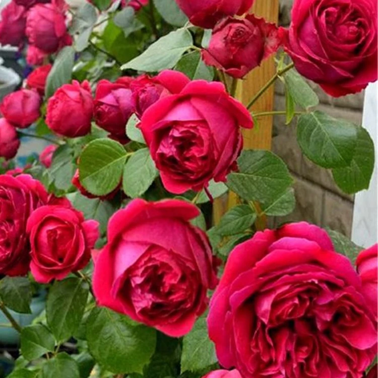 蔷薇花苗红色龙沙宝石藤本月季特大四季开花浓香庭院阳台花卉盆栽