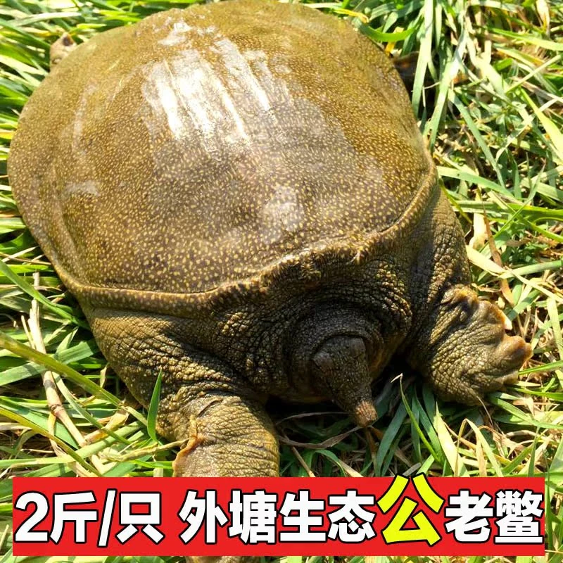 【收到死了包赔】公甲鱼鲜活食用甲鱼活体水鱼团鱼优质生鲜盒装肉质