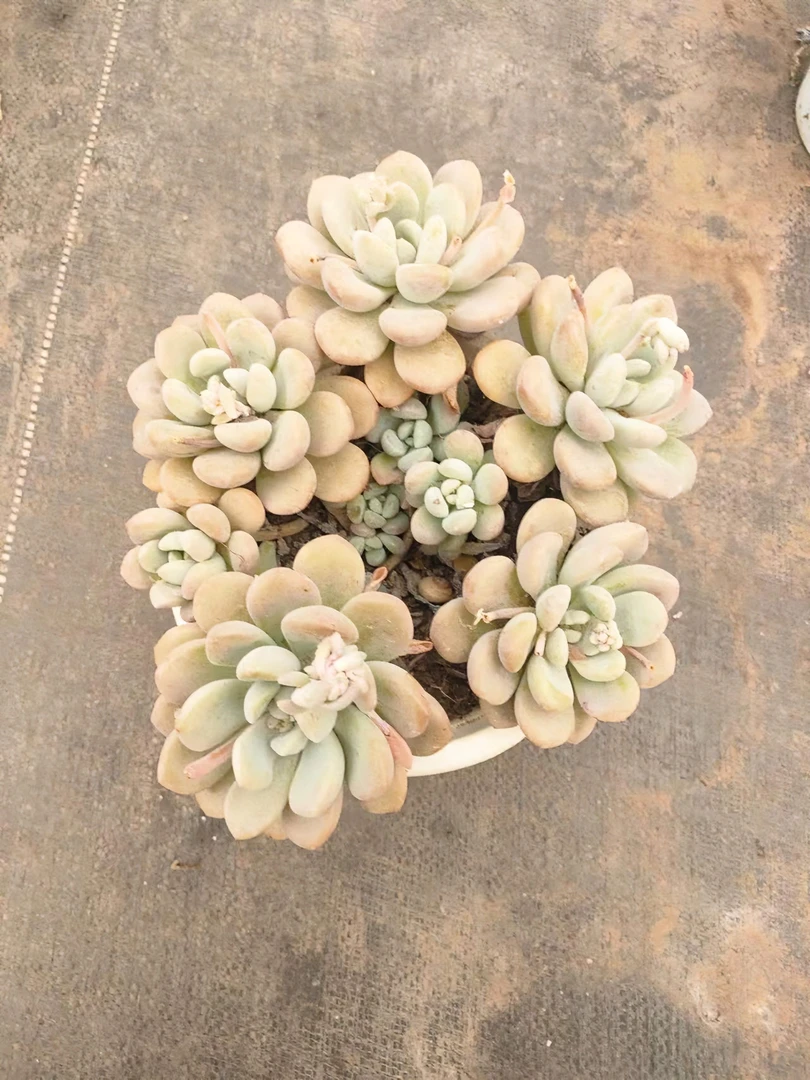 【19米包邮】精选白露多肉植物