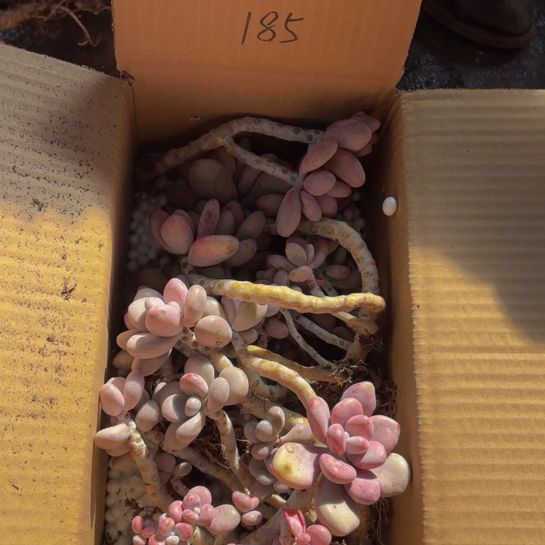 文*不售后桃蛋185。