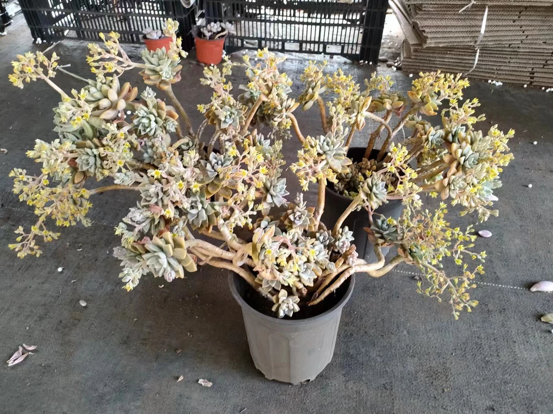 【19米包邮】淡雪多肉优选多肉植物