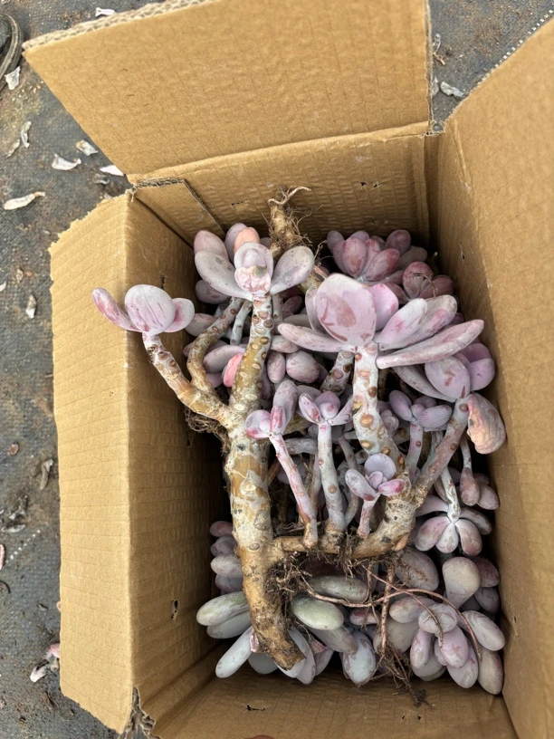 不售后装箱桃蛋