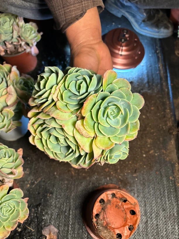 【满19米包邮】柠檬玫瑰整群多肉植物