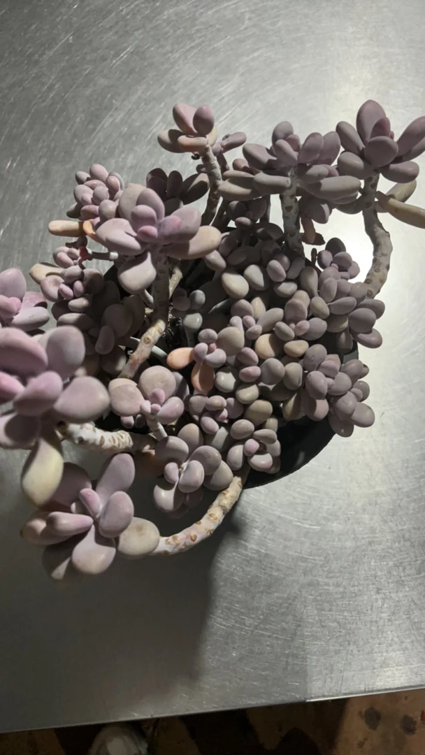 万象盆桃蛋老桩桩