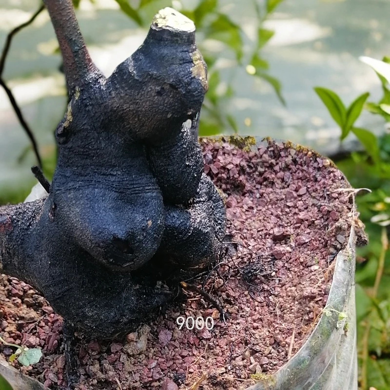 金弹子直播间专拍，私拍下单无效，不发货