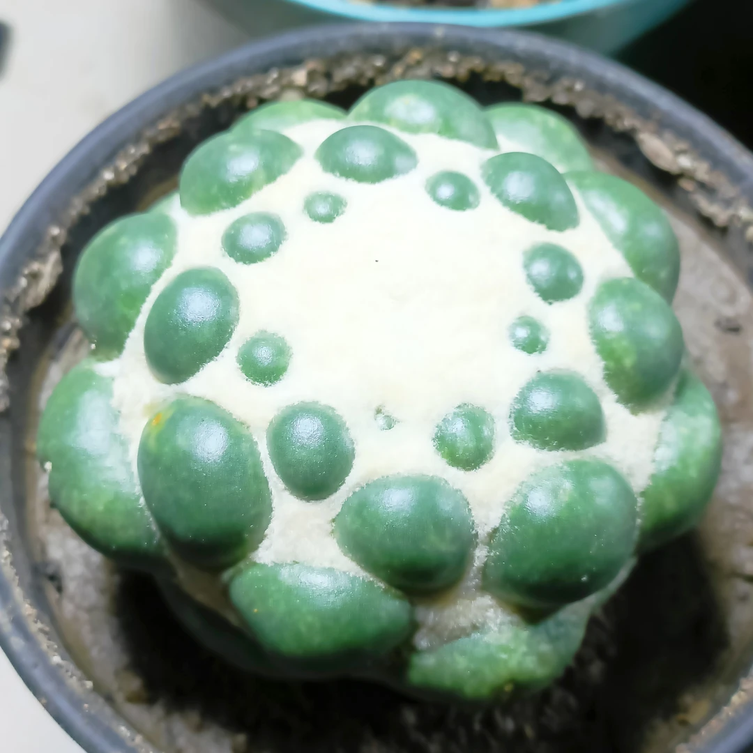仔播苗接落地已出根无刺象芽雪顶办公桌耐旱好打理防辐射多肉之舞