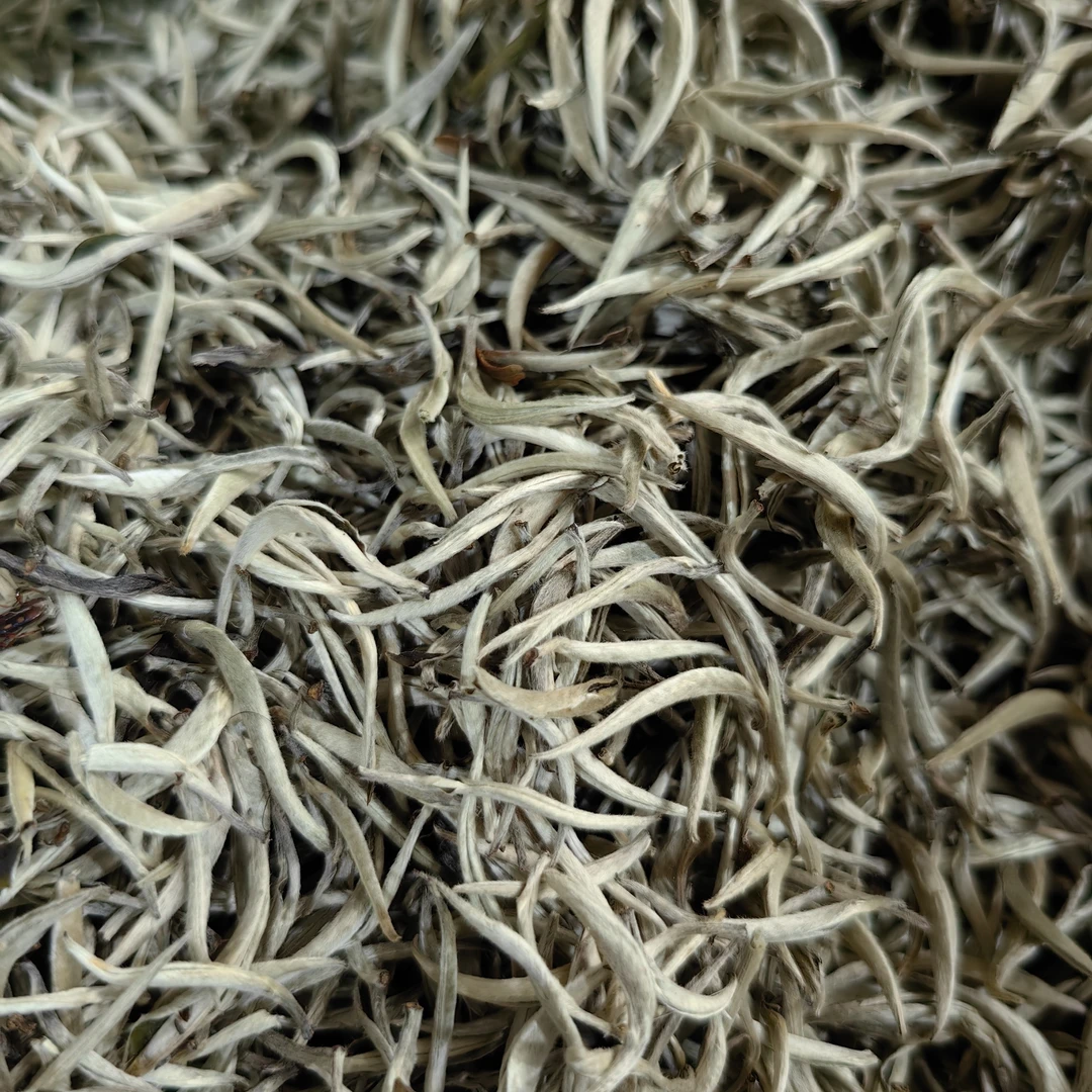 2024年  白毫银针春500克  云南大叶种